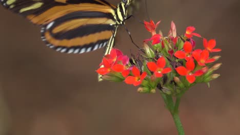 Una-Mariposa-Tigre-De-Alas-Largas-Posa-Sobre-Una-Flor