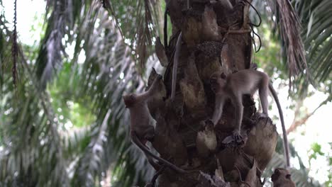 monkey climb the oil palm tree