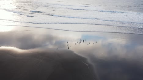 Gaviotas-De-Pie-Reflejando-La-Arena-Mojada-En-La-Playa-Volcánica-Negra,-Antena