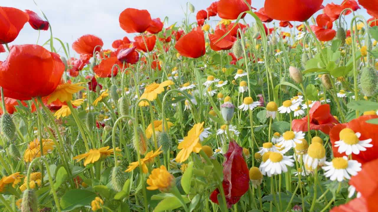 Margherita Huisache, fiori di margherita bianca e papaveri rossi in un prato
