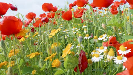 Huisache-Gänseblümchen,-Weiße-Gänseblümchen-Und-Rote-Mohnblumen-Auf-Der-Wiese