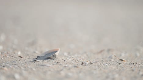 小さな貝が砂浜に横たわっている