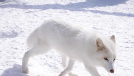 un zorro ártico de cerca en la nieve del invierno