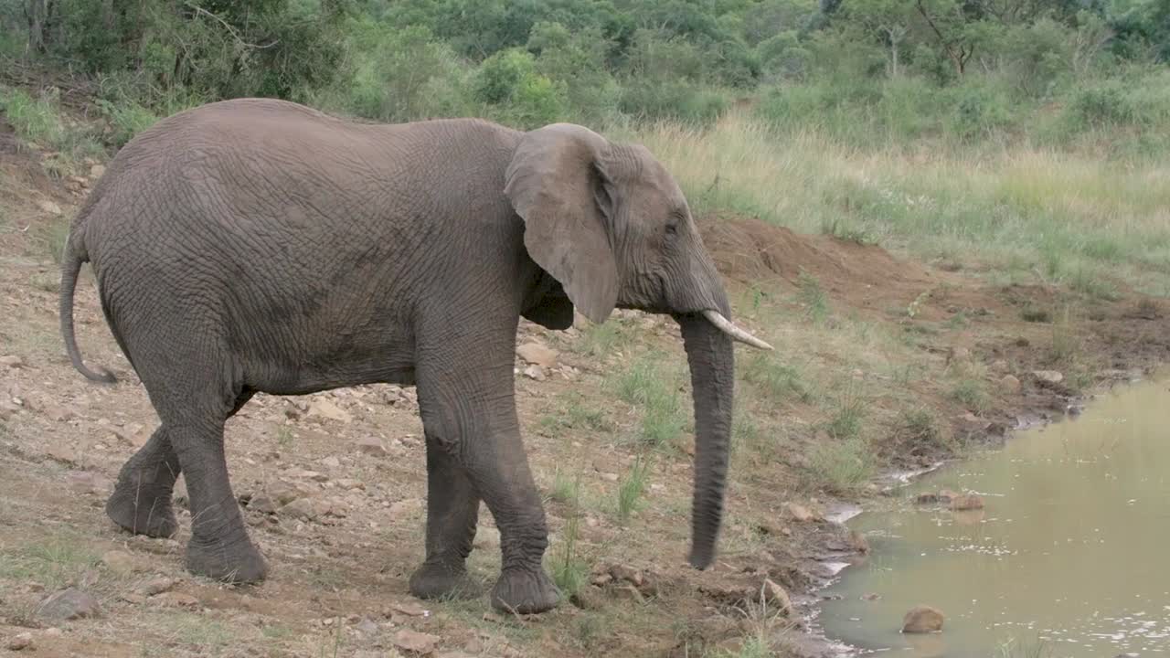 toma general de un elefante joven caminando en su hábitat para beber agua y luego acercándose a la cámara