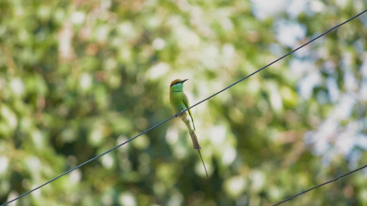와이어에 앉아 아시아 녹색 꿀벌 먹는 사람