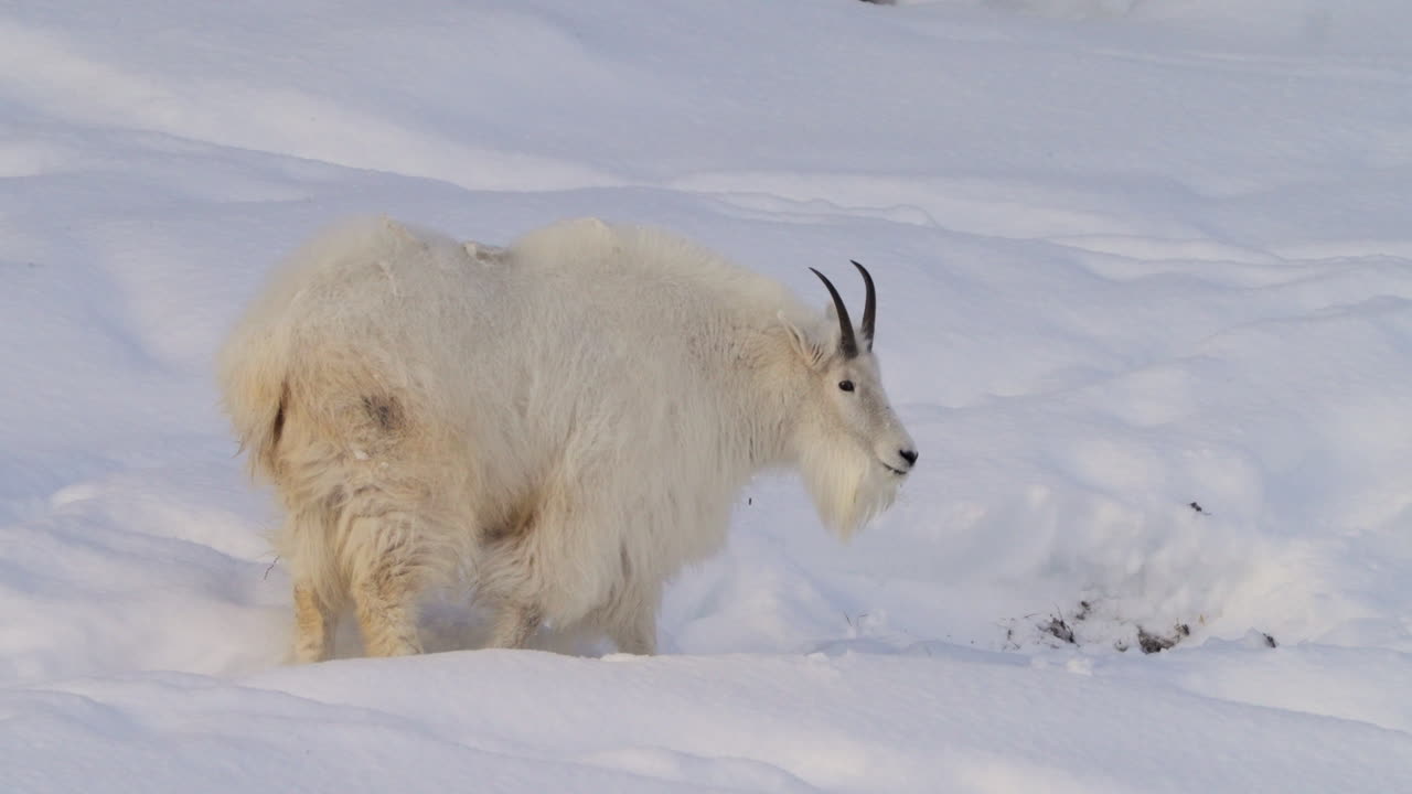 A mountain goat with striking white fur and big horns basks on a rocky hillside covered in Yukon’s deep winter snow. An awe-inspiring glimpse of the great outdoors and alpine life.