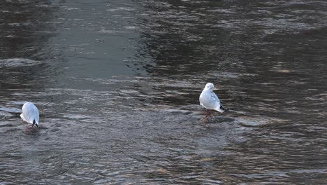 seagull standing still on a river's edge