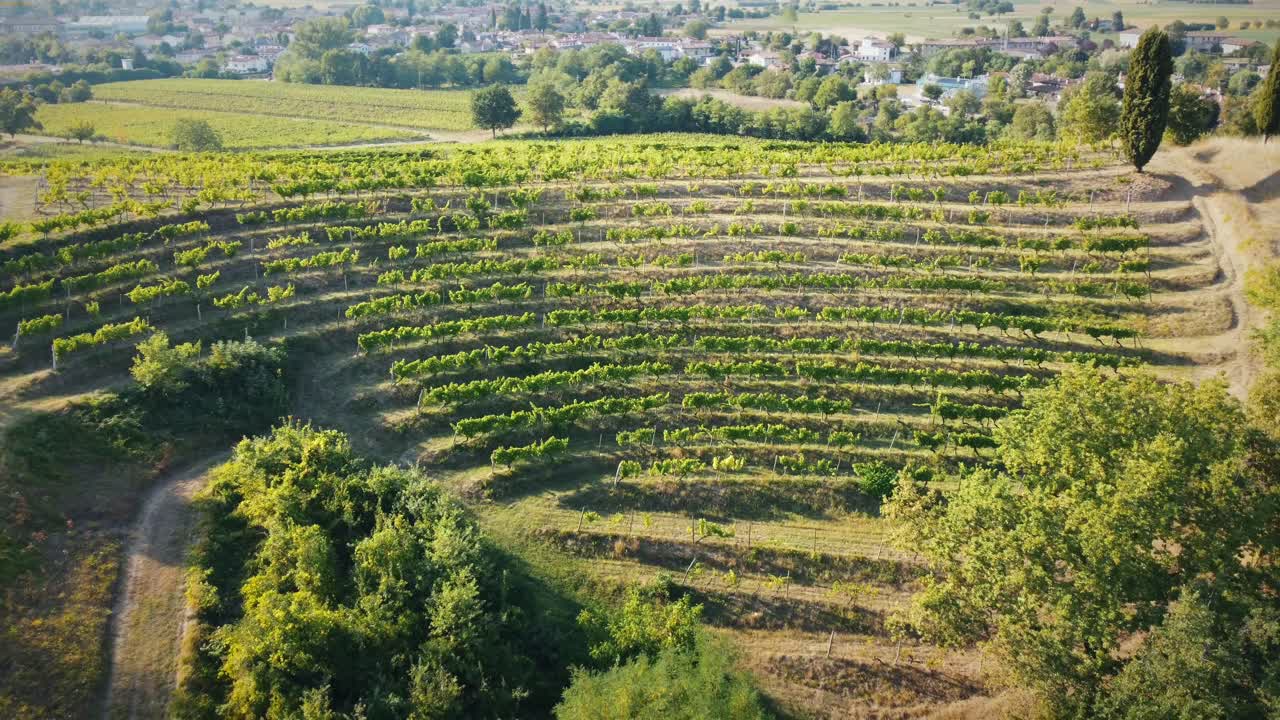 Pullback Shot Of Large Fields Of Grape Saplings In Vineyard, Iceland , Europe