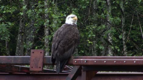 Weißkopfseeadler,-Der-An-Einem-Regnerischen-Tag-Auf-Dem-Balken-Einer-Brücke-Sitzt