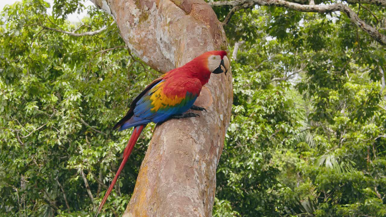 POV shot of Scarlet Macaw sitting on the Tree Trunk Preening and cleaning its feathers with beak in the Peru Rain forest