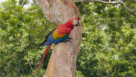 pov shot of scarlet macaw sitting on the tree trunk preening and cleaning its feathers with beak in the peru rain forest