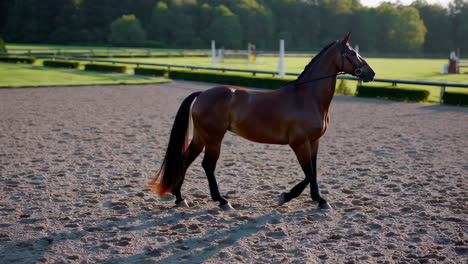 brown horse training at racecourse