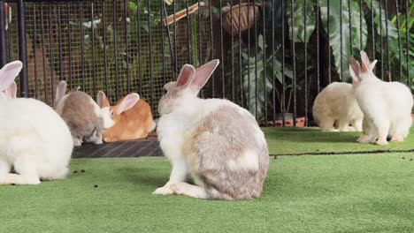 rabbits in a cage