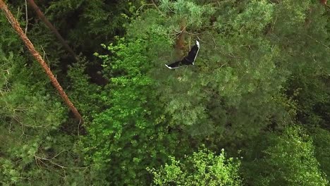 parrot disco drone stuck on the pine tree