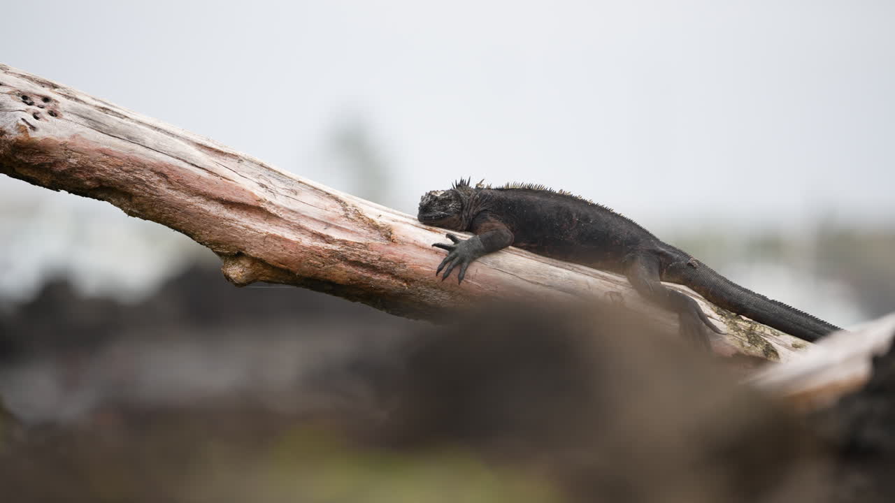 solo iguana marina de galápagos en santa cruz relajándose en el tronco del árbol en segundo plano.