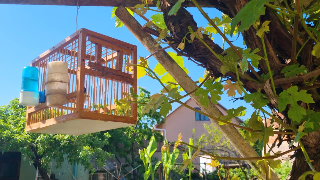 A pretty canary nervously flutters inside a small cage, hanging at a tree, highlighting the poor conditions of pet birds life. Filmed at a breeder’s home in Leskovac, Niš, Serbia