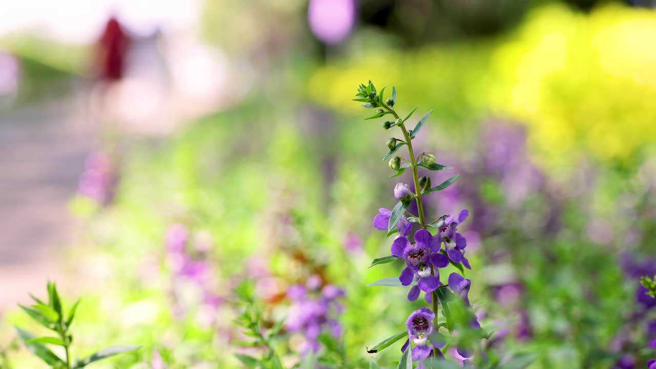 활기찬 정원에서 보라색 꽃이 피고 있습니다.