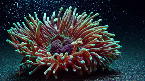 vibrant sea anemone underwater