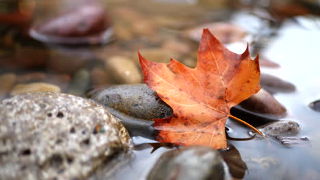 Close-up-of-a-golden-autumn-colored-leaf-in-a-forest-river-as-raindrops-splashing-and-making-ripples-in-the-water-during-the-fall-season