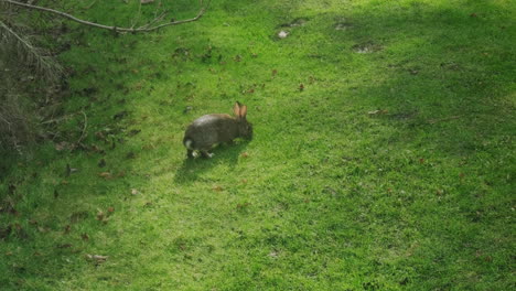 wide slow tilt up of a wild rabbit as it nibbles on grass and hops around