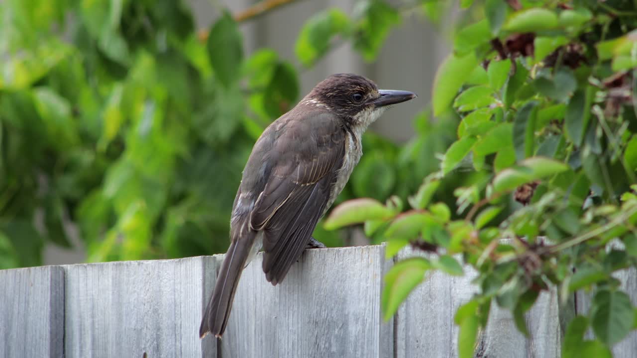 Juvenile Grey Butcherbird Close Up Tweeting Chirping Opening Its Beak Perched On Wooden Fence With Green Leaves In Background, Daytime Maffra, Gippsland, Victoria, Australia