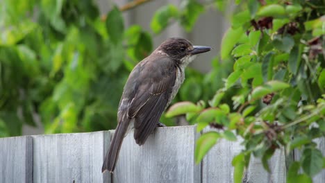 juvenile grey butcherbird close up tweeting chirping opening its beak perched on wooden fence with green leaves in background, daytime maffra, gippsland, victoria, australia
