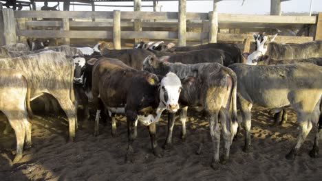 Panning-shooting-of-a-young-british-cattle-herd-in-a-corral-at-sunset