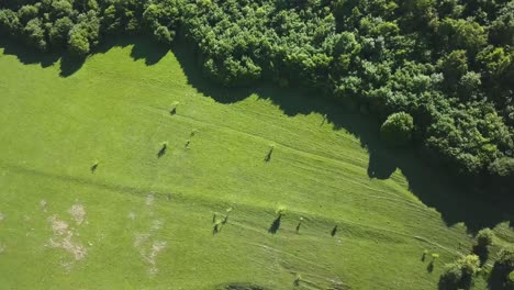 Open-green-meadow-and-dense-forest-of-the-landscape-near-Turda-Gorge