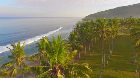 Flying-Through-Palm-Trees-Along-Beach-2