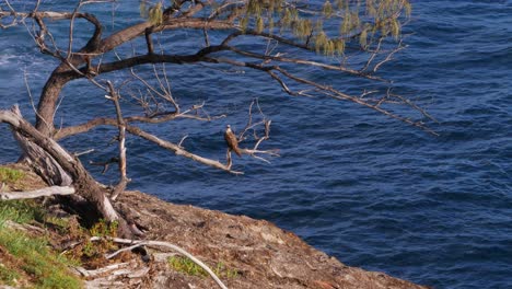 cometa brahminy donde se posan en la rama de un árbol con un mar azul en calma en el fondo
