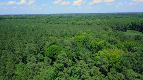 Imágenes-De-Drones-De-Un-Bosque-En-Carolina-Del-Norte