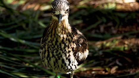 bush stone-curlew de pie y observando el entorno