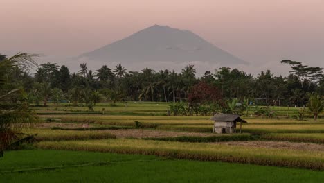 volcanic view over rice paddies at sunrise/sunset