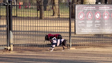 two dogs racing along a dirt track