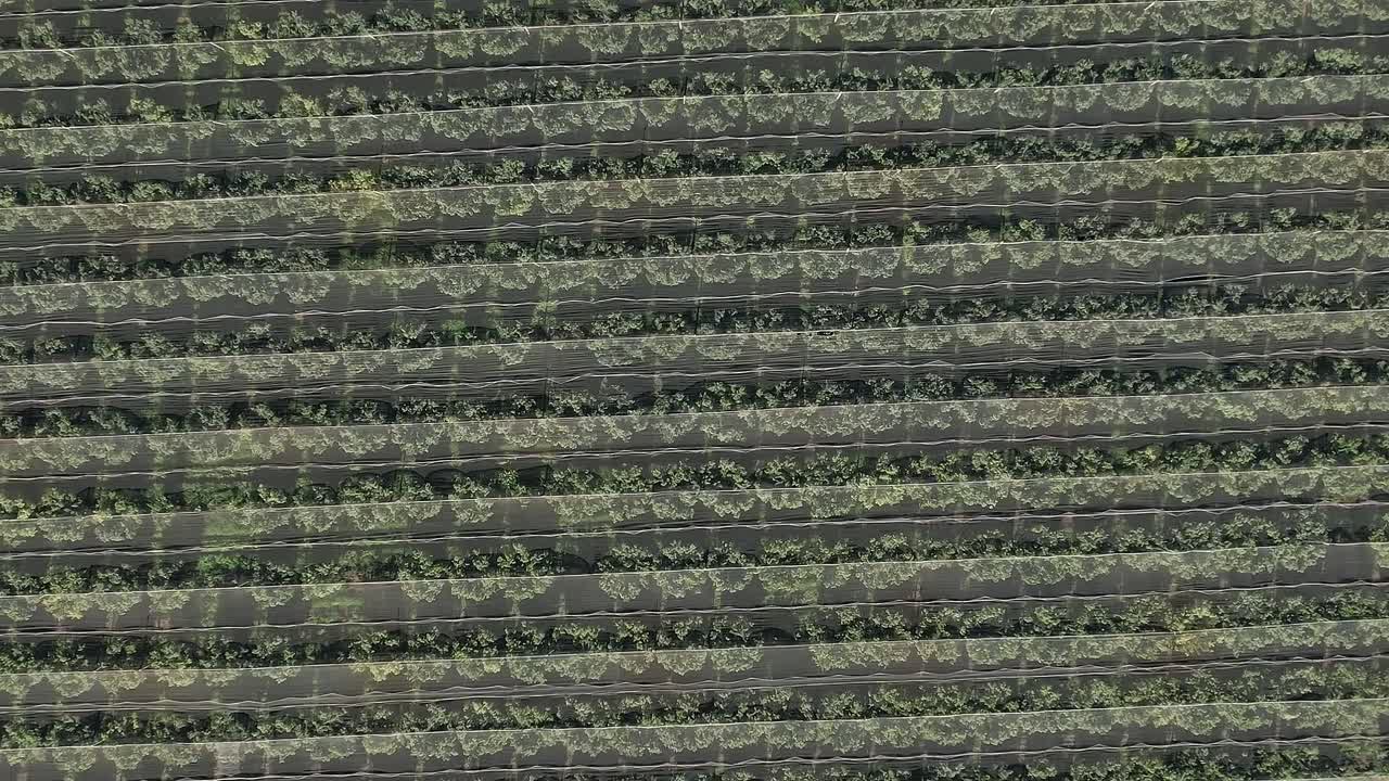 Vineyard rows grow in Corsica, France during the sunny day