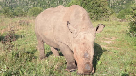 뿔이 없는 흰 코뿔소, ceratotherium simum은 남아프리카 동부 케이프 지역의 kariega 개인 게임 보호 구역에서 게임 뷰어 차량 주위를 천천히 풀을 뜯고 있습니다.