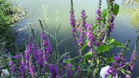 Huming-bird-pollinate-the-flowers