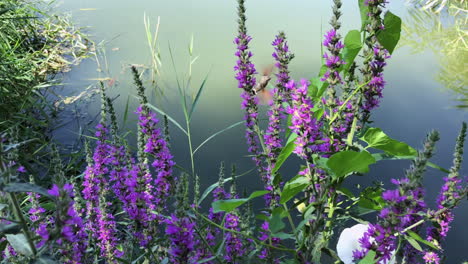huming bird pollinate the flowers