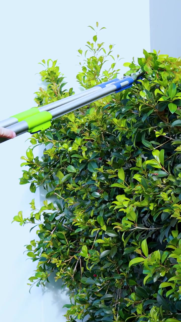 A person uses long-handled pruning scissors to trim a leafy green bush against a white wall in bright, natural daylight. Camera remains steady, close-up view