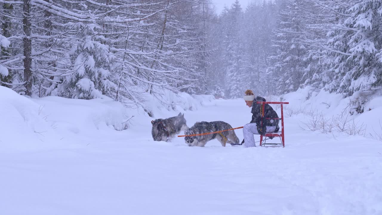mujer con dos hermosos perros husky en un bosque cubierto de nieve el día de invierno