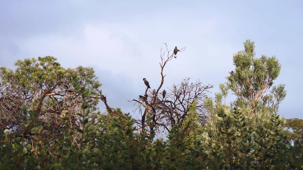las cacatúas negras de carnaby se alimentan de una banksia.