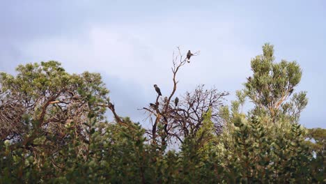 Carnaby’s-Black-Cockatoos-feeding-on-a-banksia