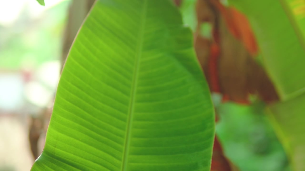Close-up of a vibrant green banana leaf outdoors with soft natural daylight