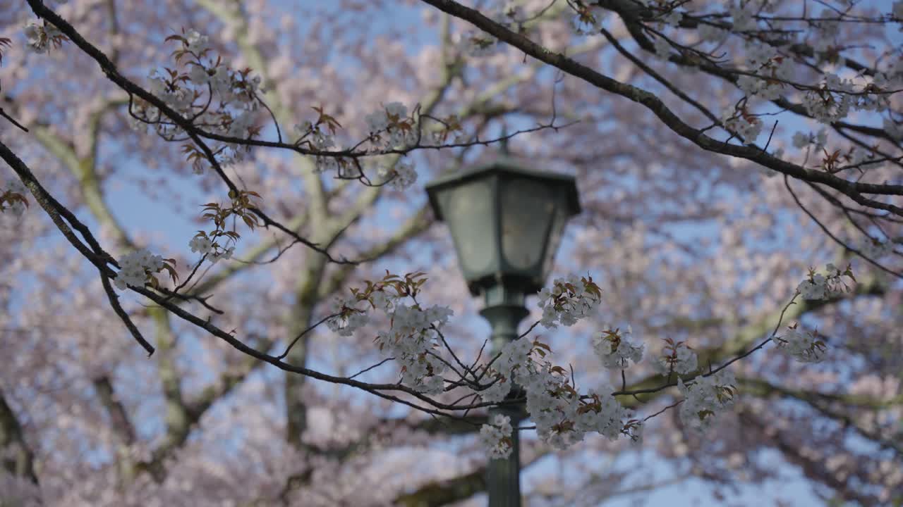 Ciliegi in fiore Sakura, sfondo sfocato con un vecchio lampione stradale