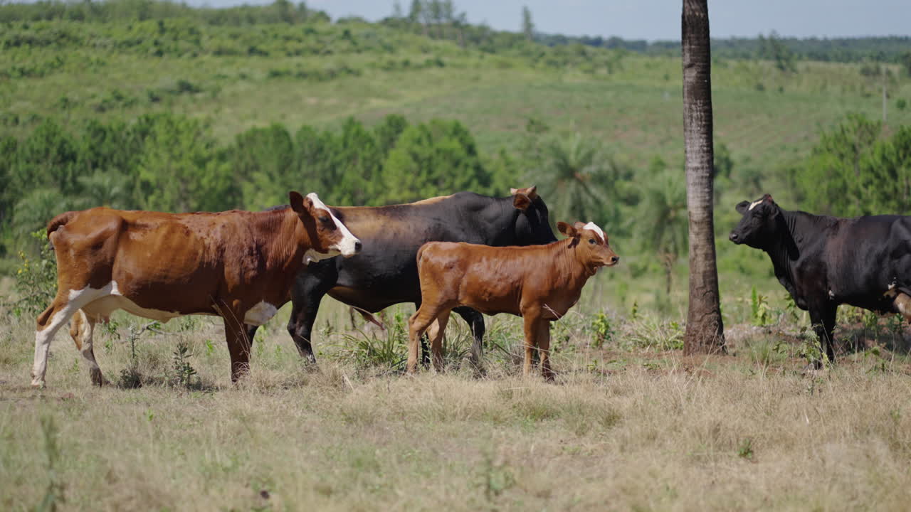 Pan shot of cows running in a field in the day in Misiones, Argentina