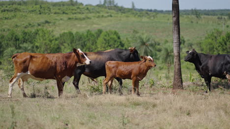 pan shot of cows running in a field in the day in misiones, argentina