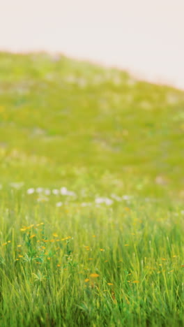 beautiful green field with yellow flowers