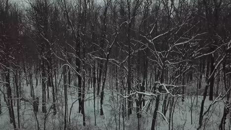 Drone-Footage-of-Trees