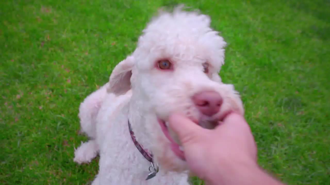 White poodle dog playing ball. Вog catching ball. Dog holding ball in mouth