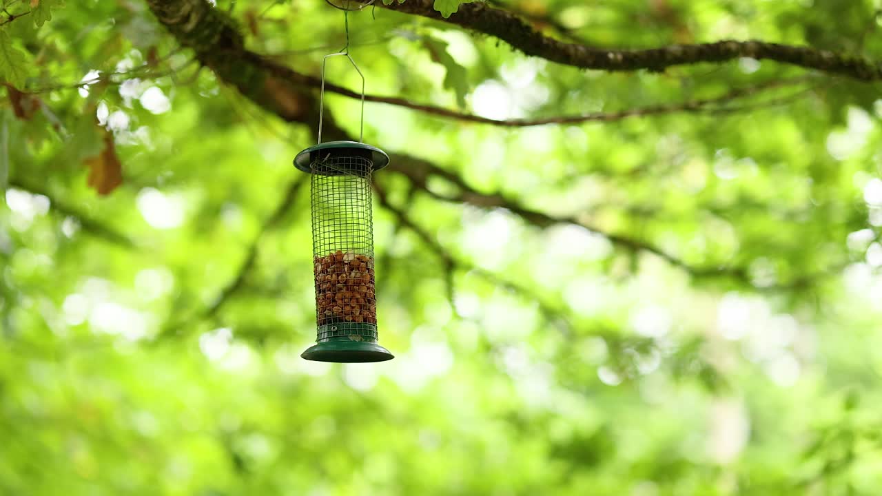 Chaffinch eating from feeder in lush forest